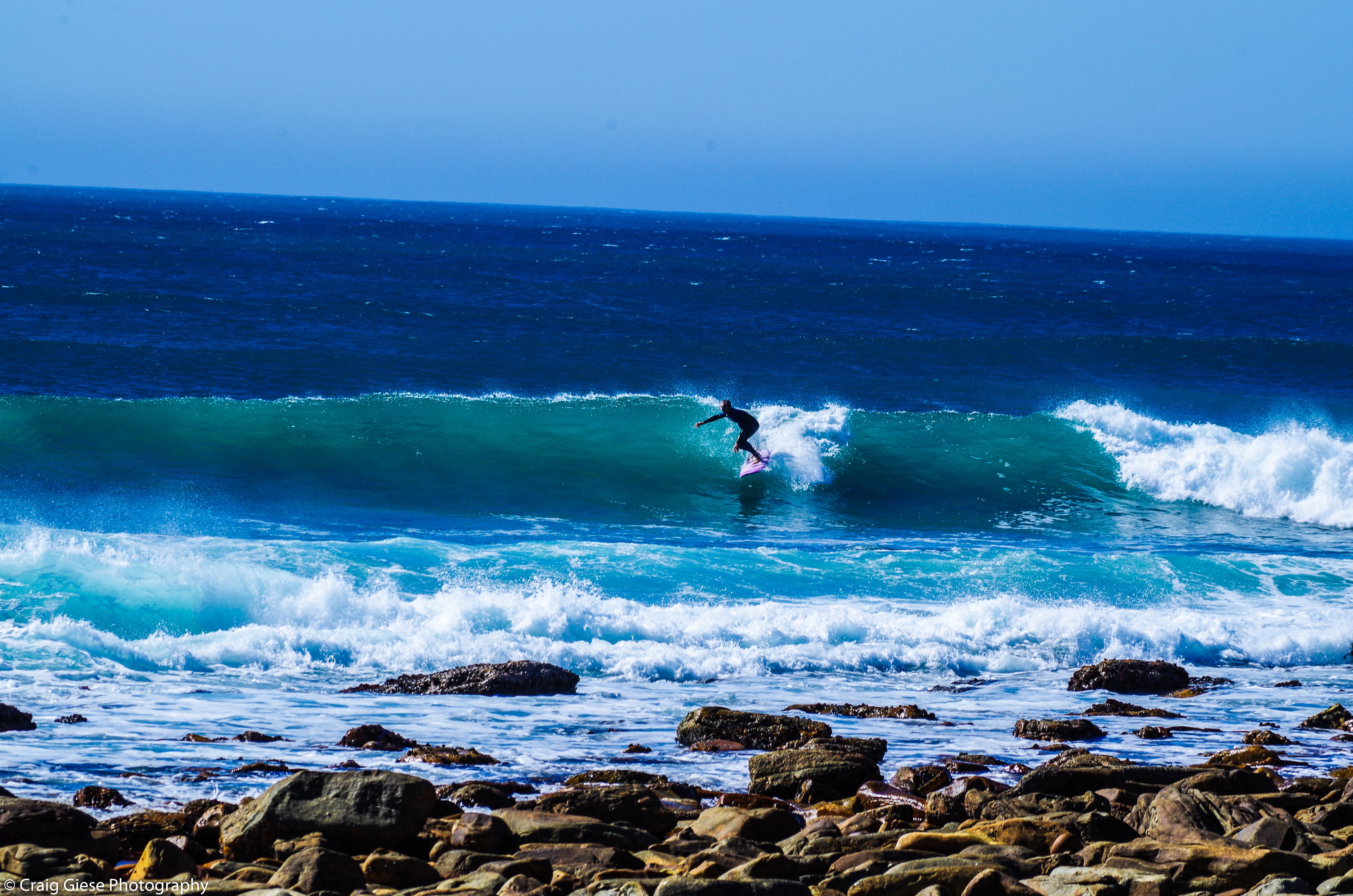 Seal Point Break 